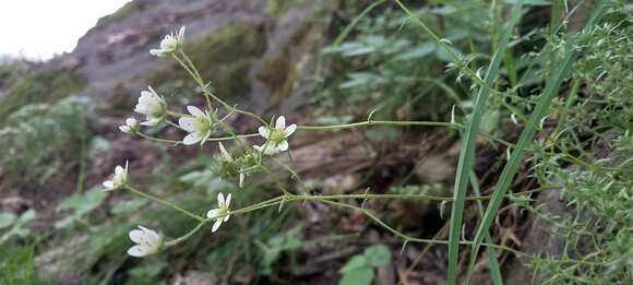 Image of Saxifraga aspera L.