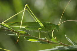 Image of sickle-bearing bush-cricket