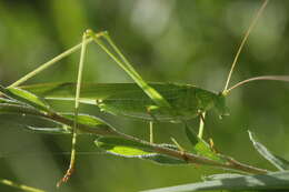 Image of sickle-bearing bush-cricket