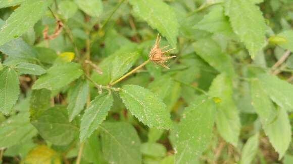 Image of Pavonia uniflora (Sessé & Moc.) Fryxell