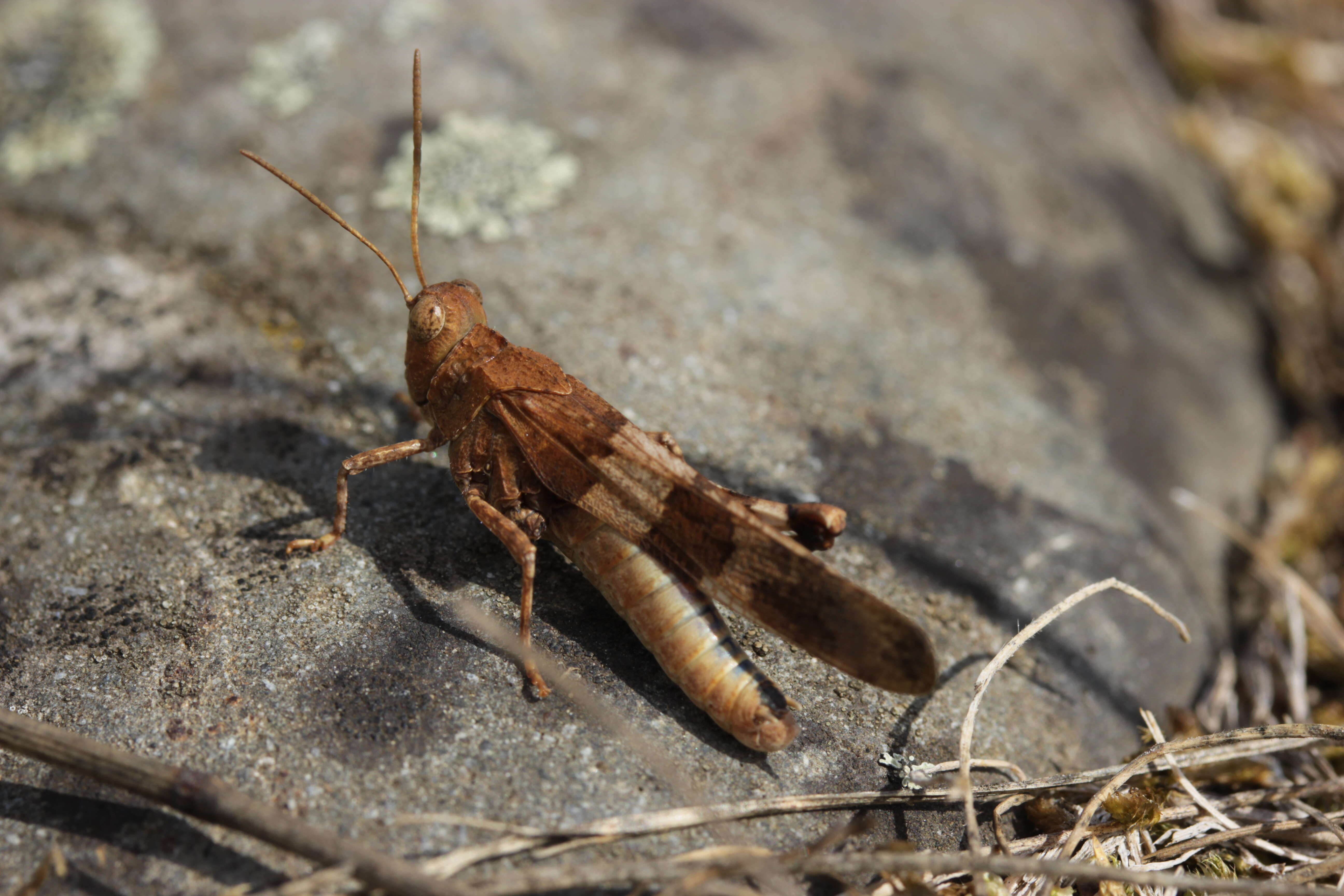 Image of blue-winged grasshopper