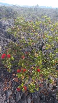 Image of 'ohi'a lehua