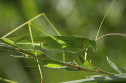 Image of sickle-bearing bush-cricket