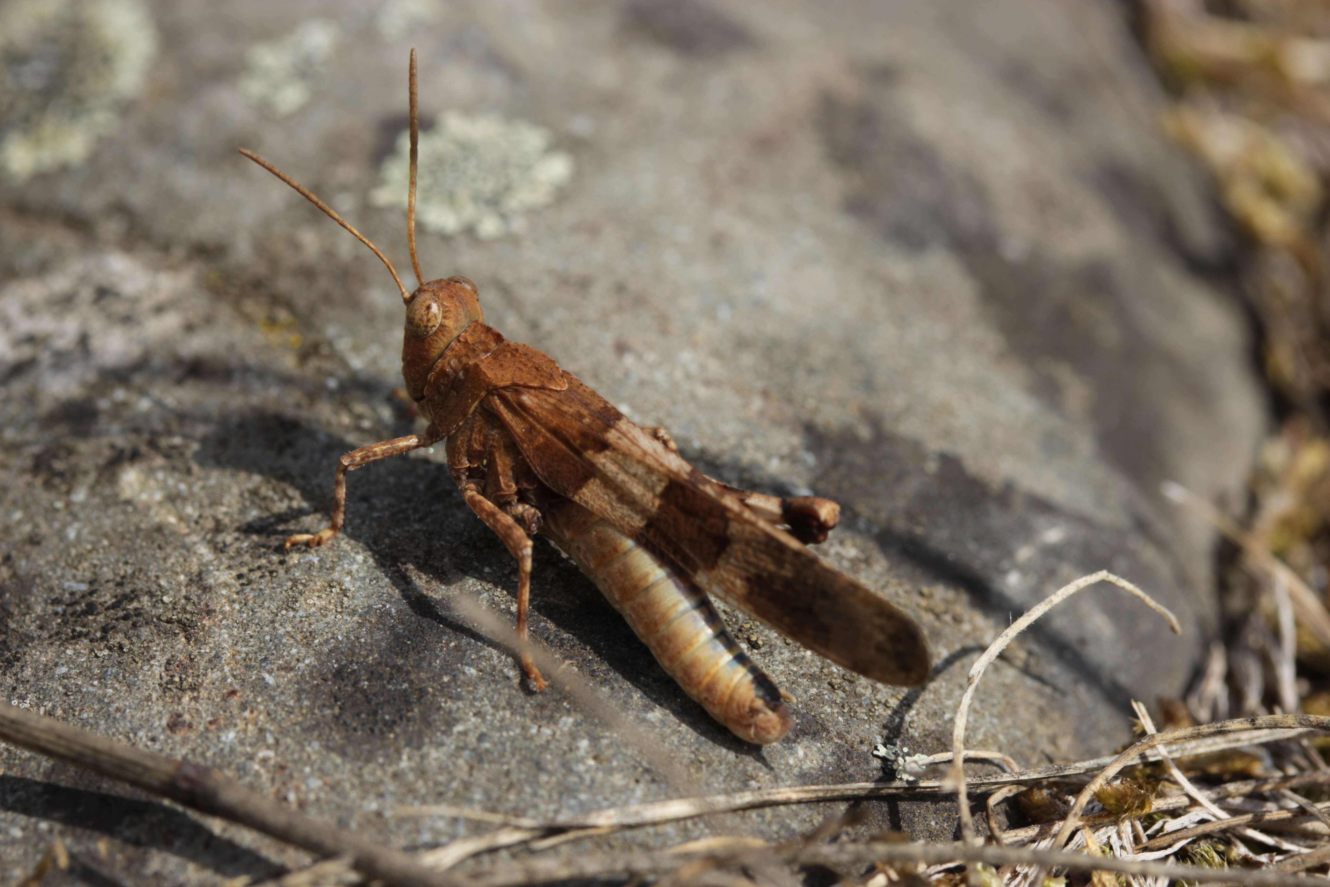 Image of blue-winged grasshopper