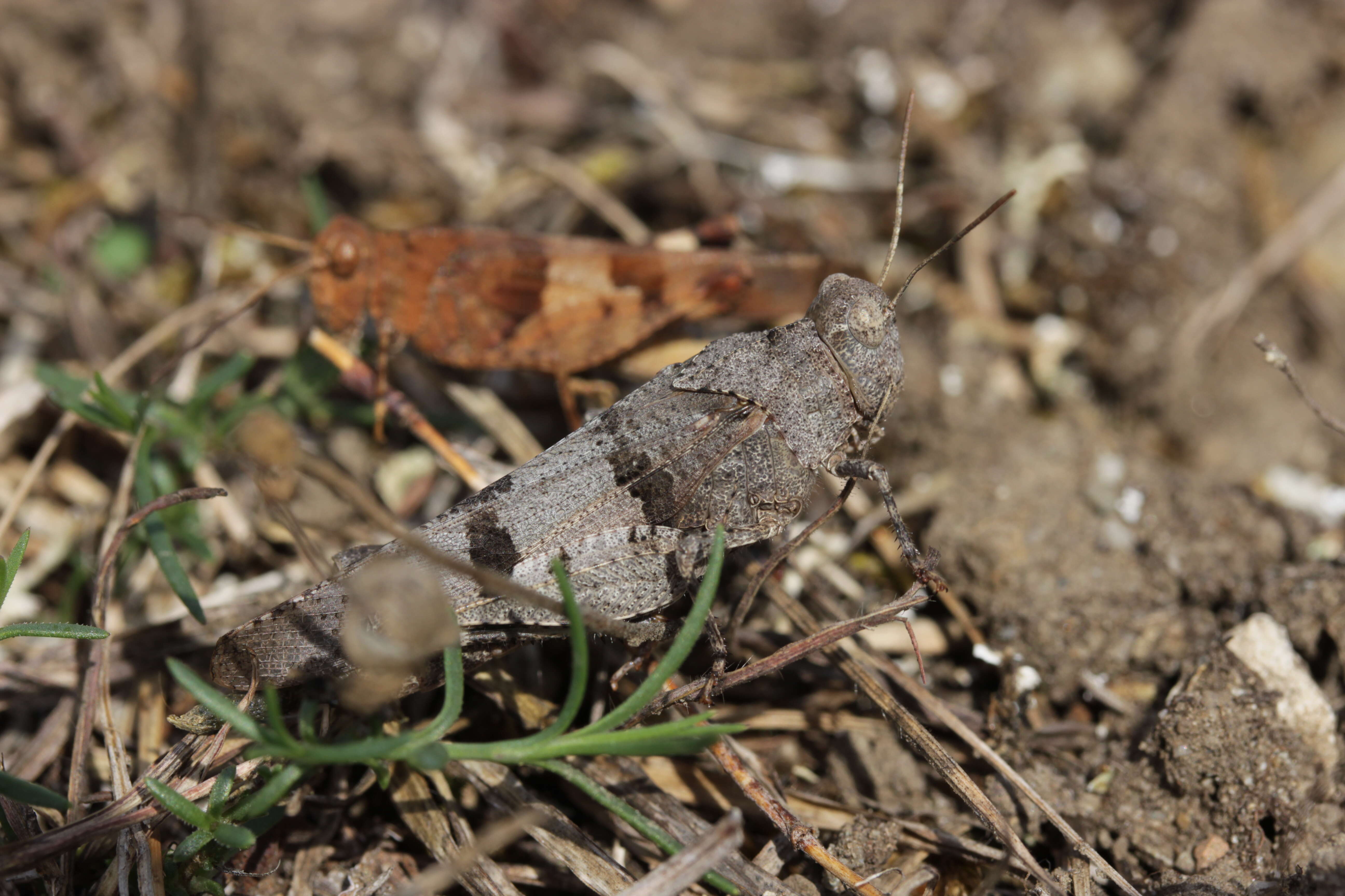 Image of blue-winged grasshopper