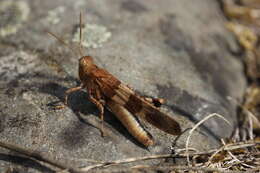 Image of blue-winged grasshopper