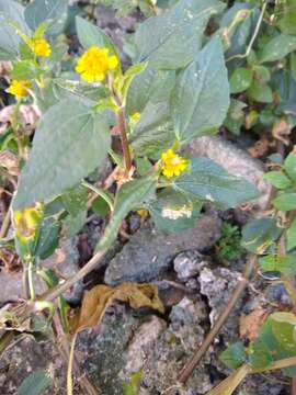 Слика од Acmella oleracea (L.) R. K. Jansen