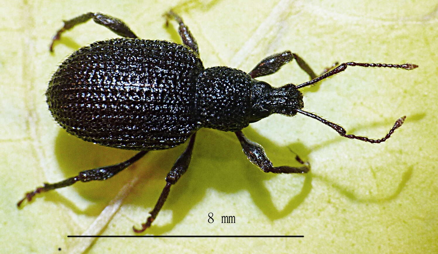 Image of rough strawberry root weevil
