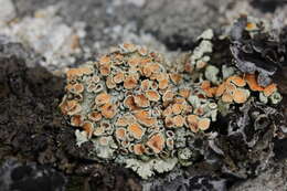 Image of rimmed navel lichen