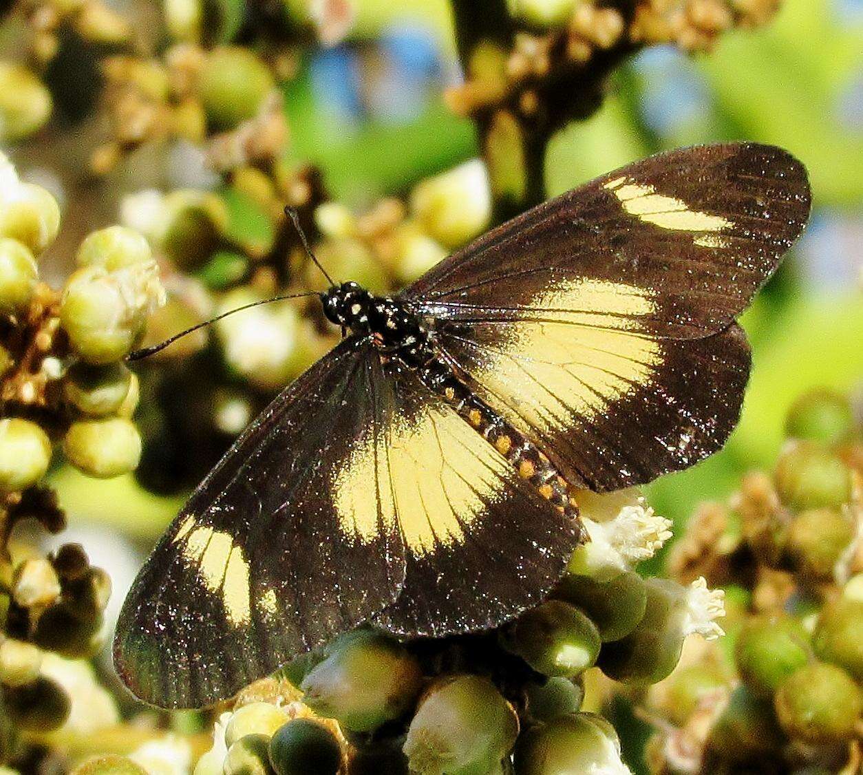 Image de Acraea esebria Hewitson 1861