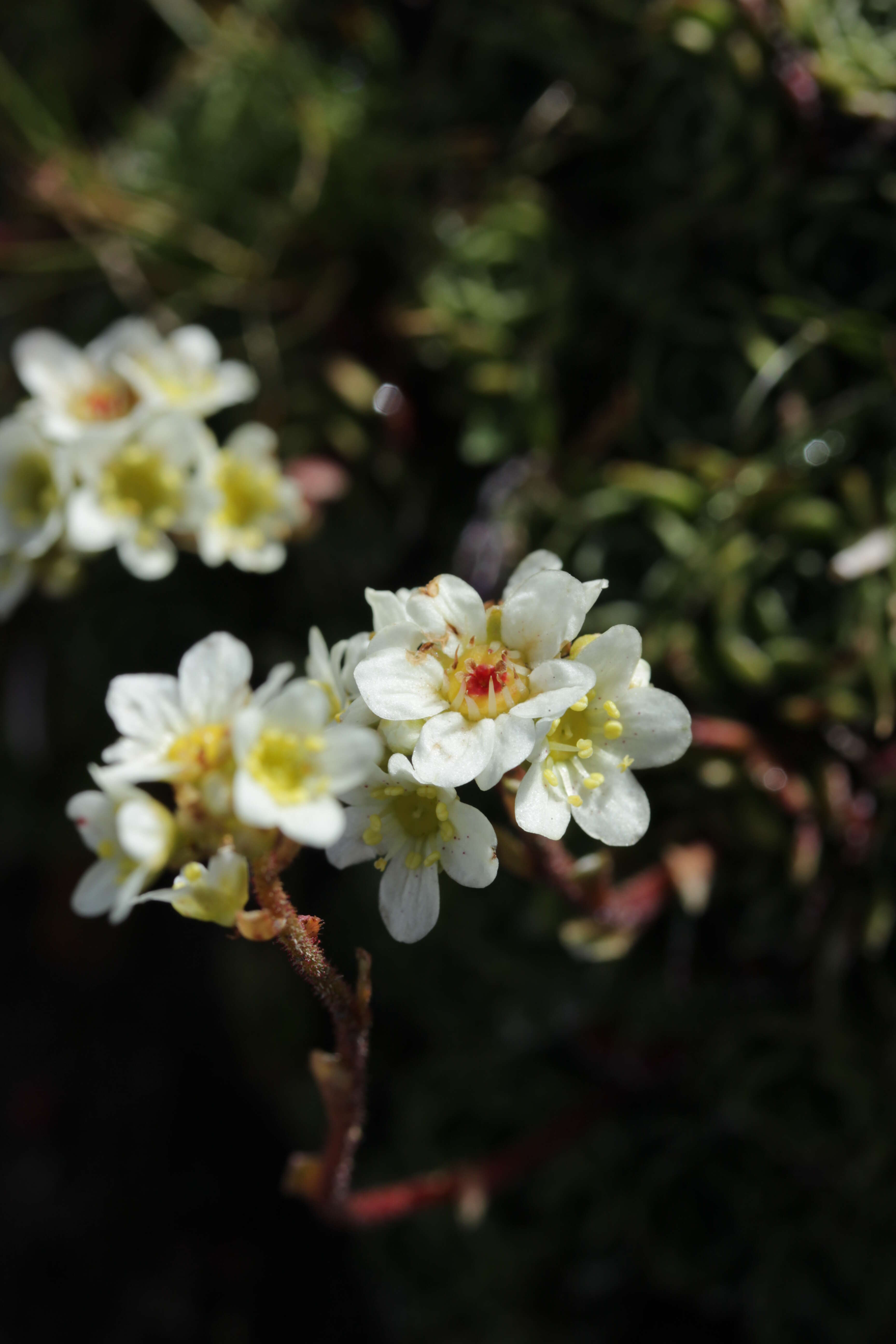 Image of Livelong Saxifrage