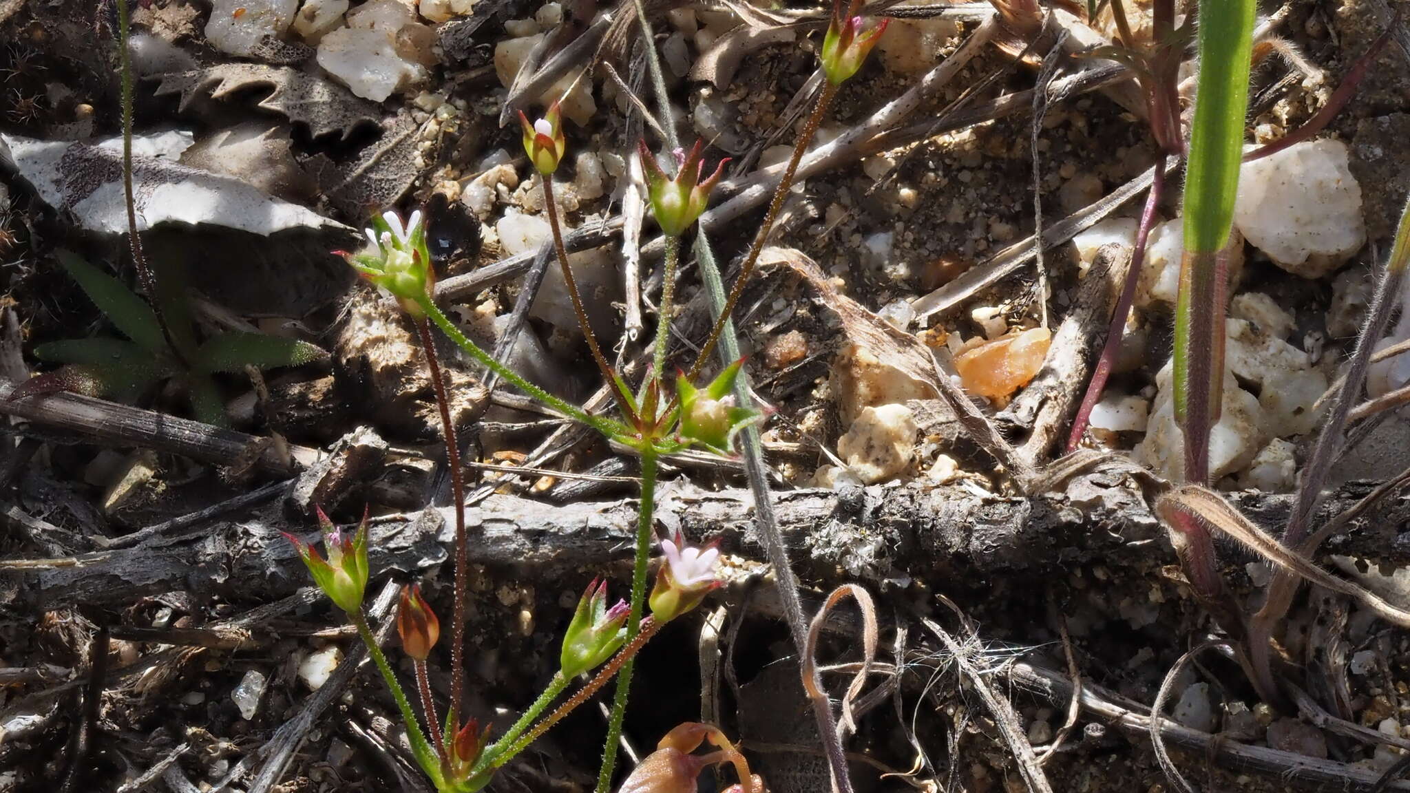 Plancia ëd Androsace elongata subsp. acuta (Greene) G. T. Robbins