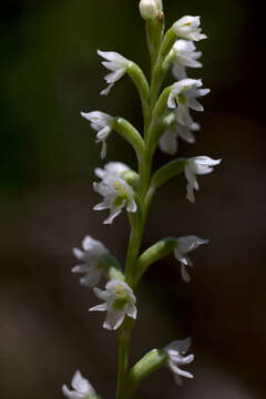 Image of Beautiful mignonette orchid