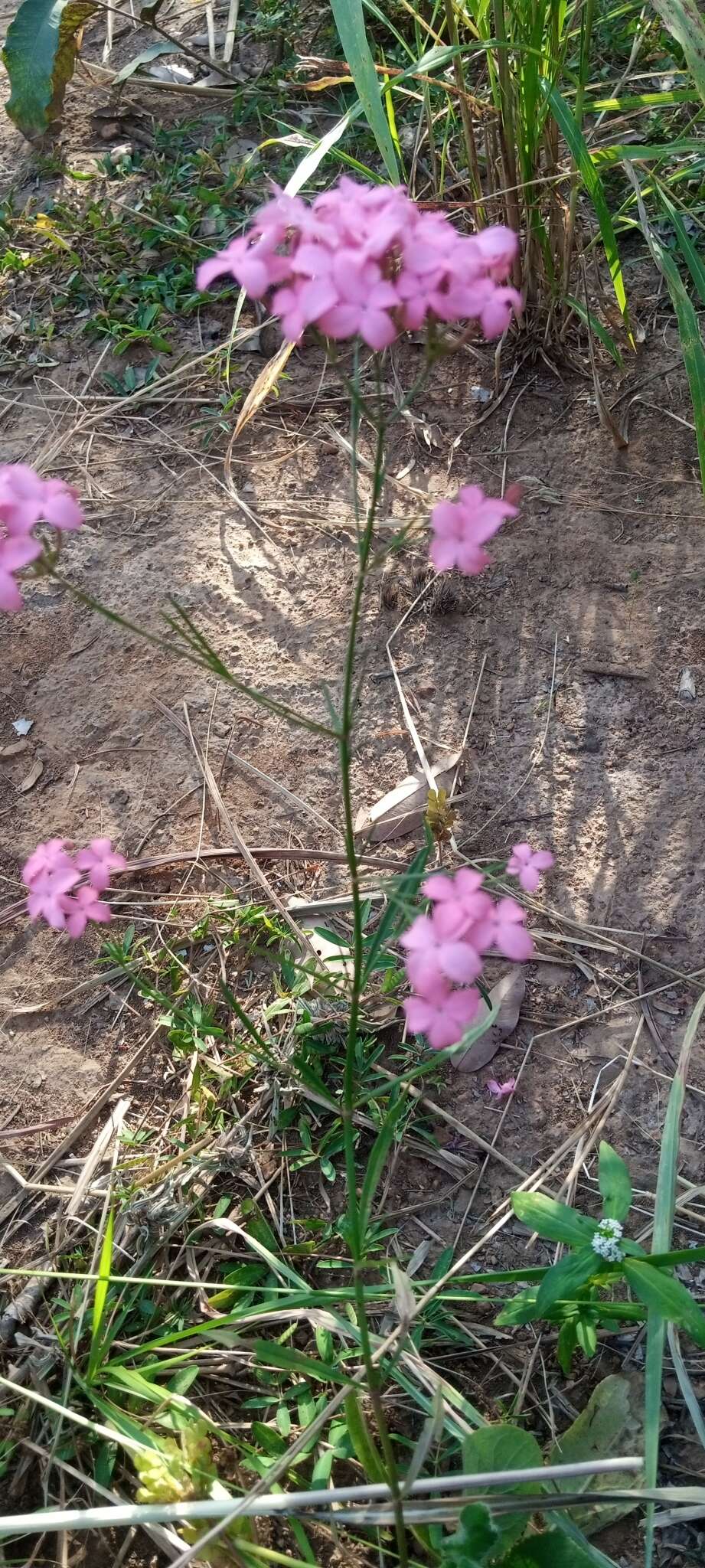 Image of Kohautia grandiflora DC.