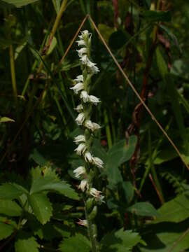 Слика од Spiranthes casei var. casei