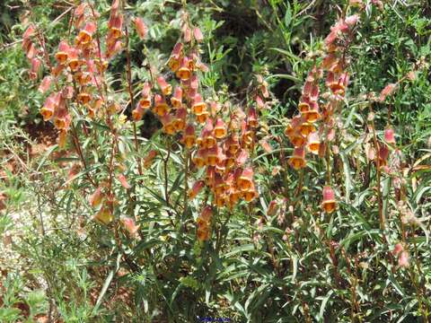 Imagem de Digitalis obscura subsp. obscura