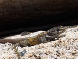 Image of Elongate Tree Iguana