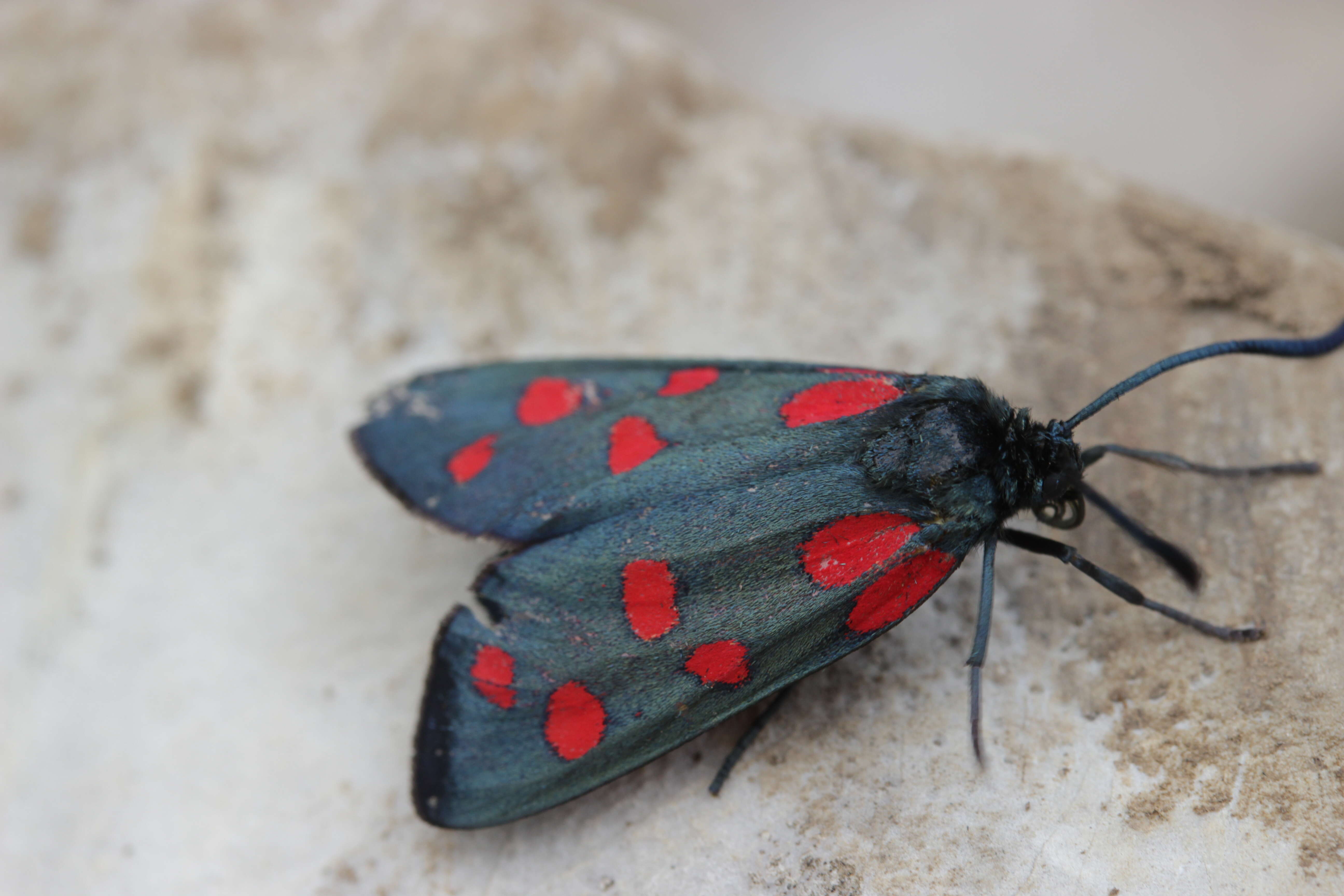 Image of Zygaena transalpina Esper 1781