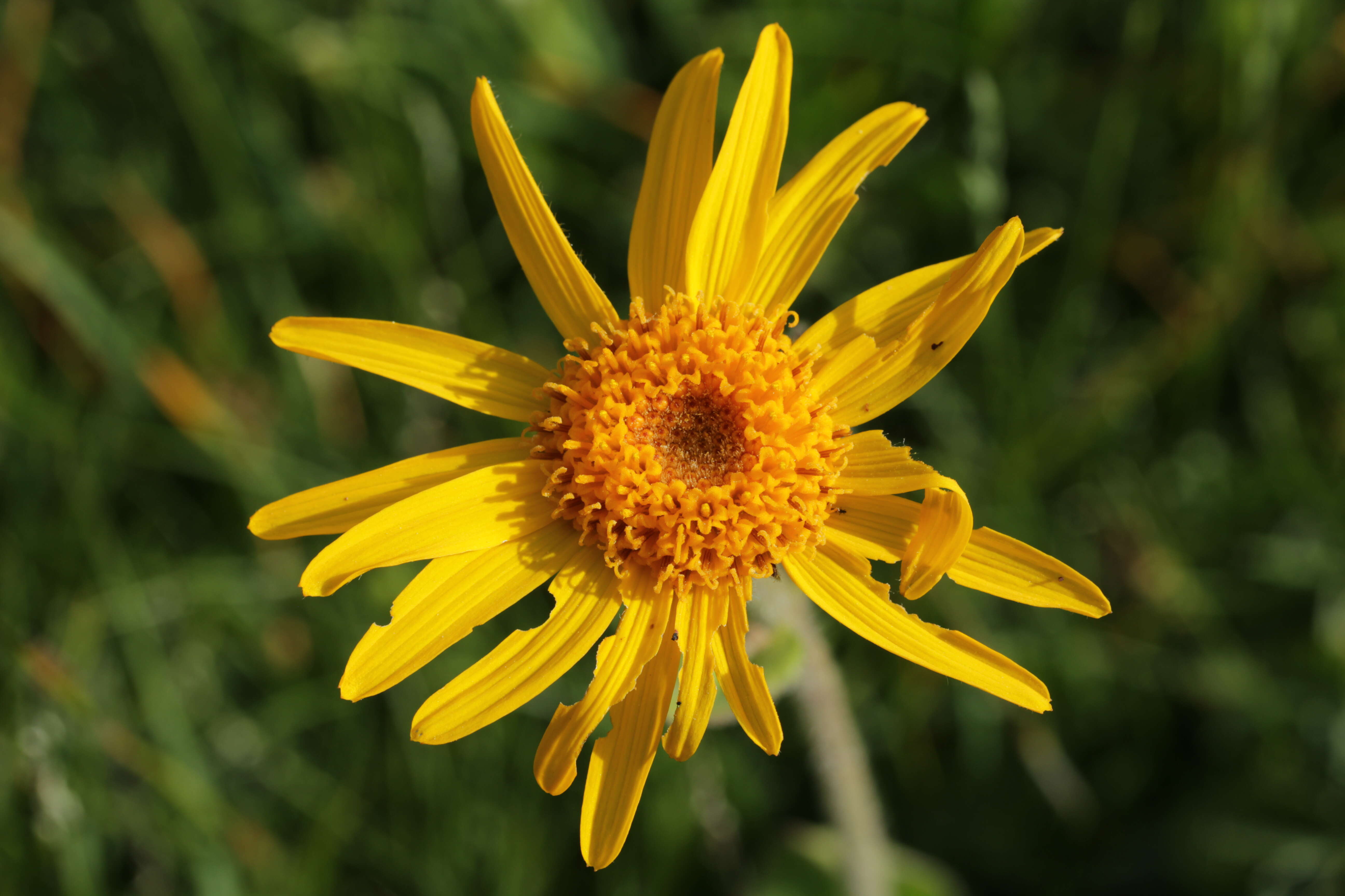 Image of mountain arnica