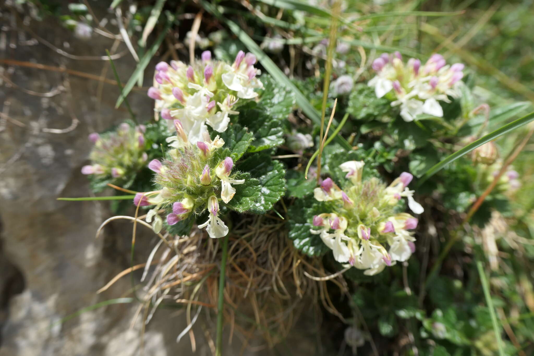 Image of Teucrium pyrenaicum L.