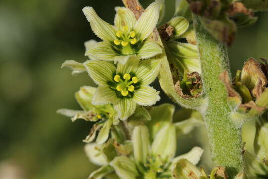 Image of European white hellebore