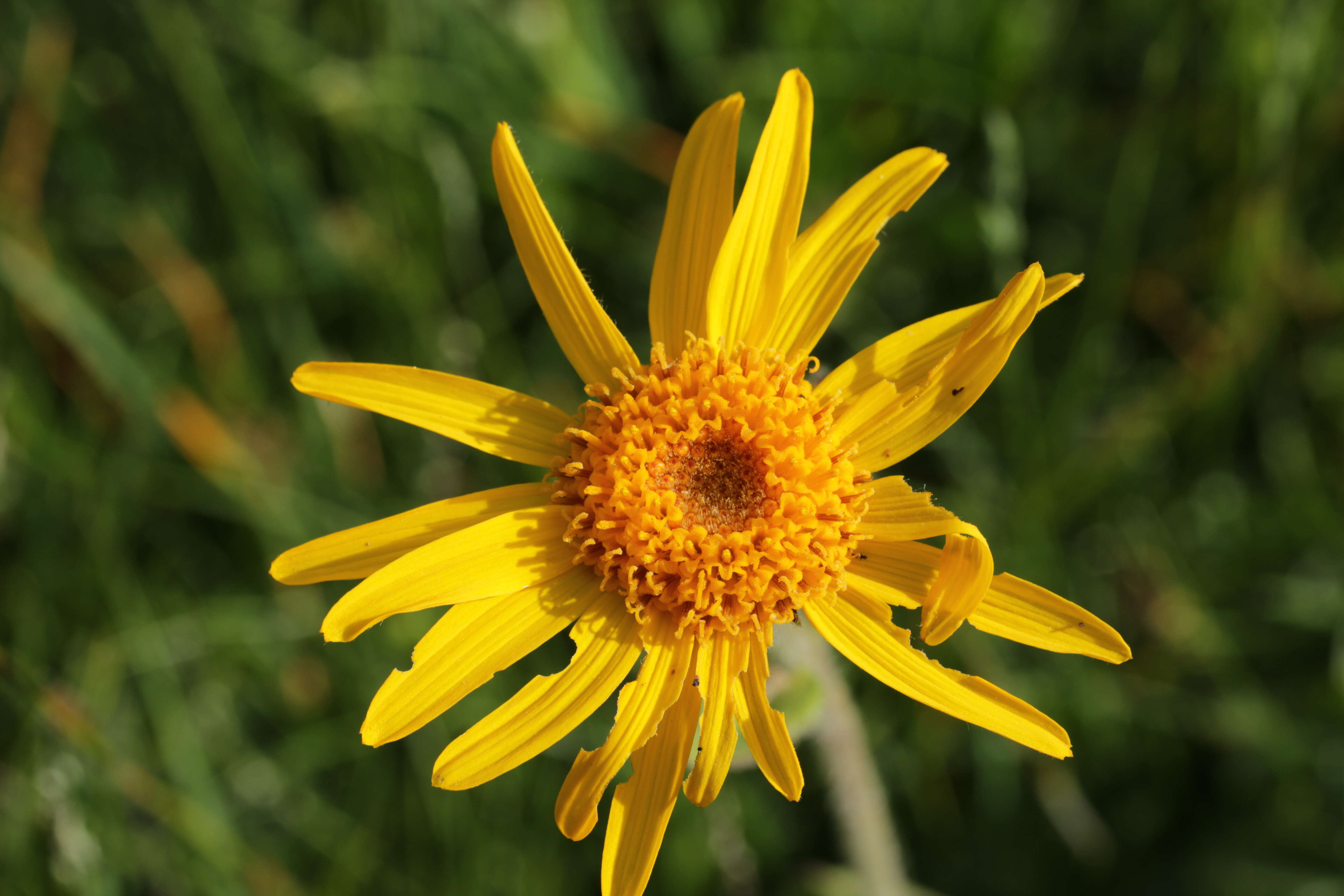 Image of mountain arnica