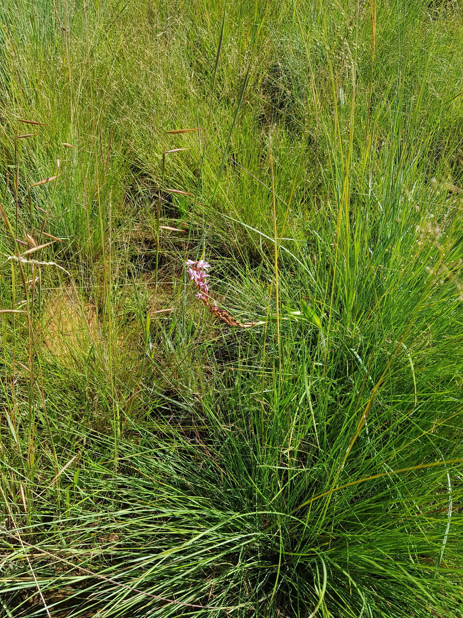 Image of Disa patula var. transvaalensis Summerh.