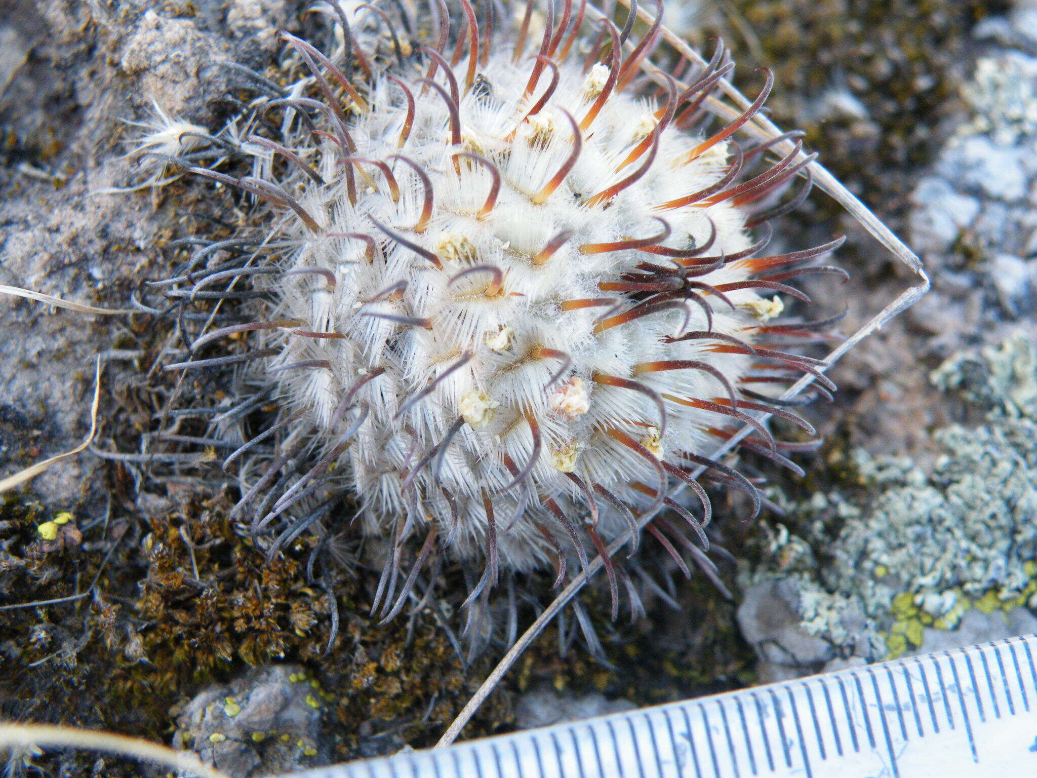 Image de Mammillaria perezdelarosae subsp. perezdelarosae