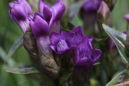 Image of chiltern gentian