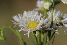 Image of eastern daisy fleabane