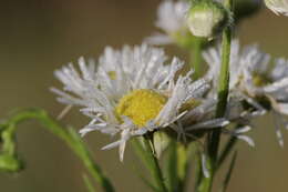 Image of eastern daisy fleabane