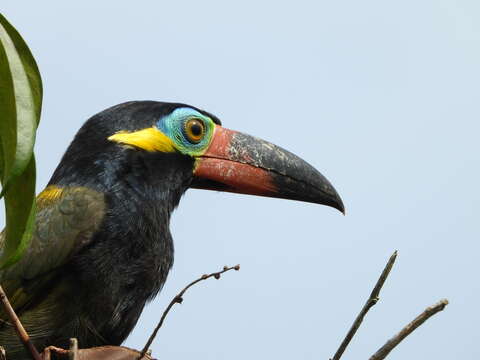 Image of Guianan Toucanet