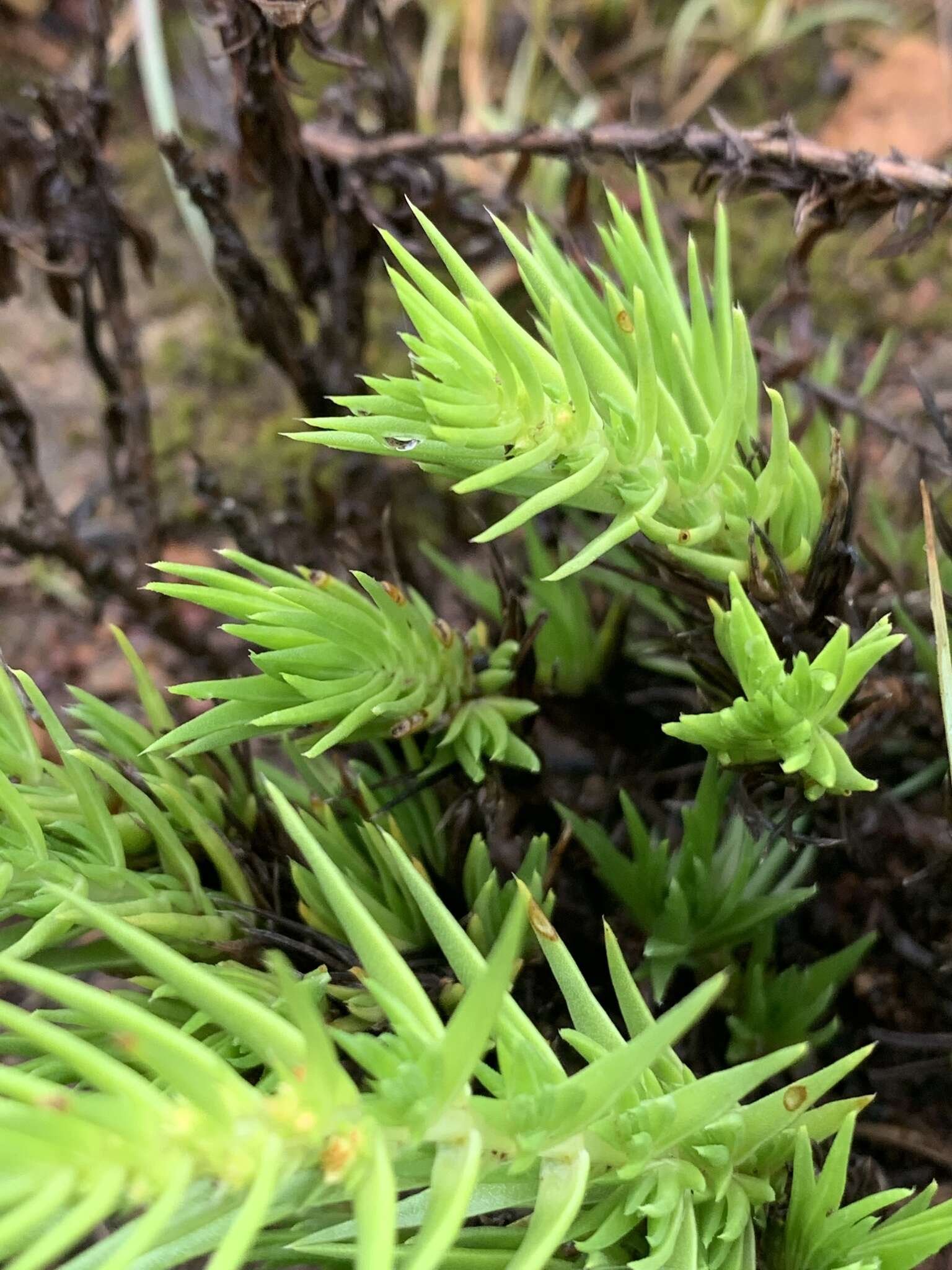 Image of Crassula lanceolata (Eckl. & Zeyh.) Endl. ex Walp.