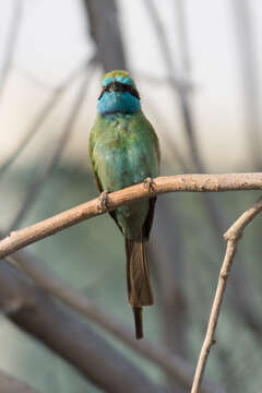 صورة <i>Merops cyanophrys</i>