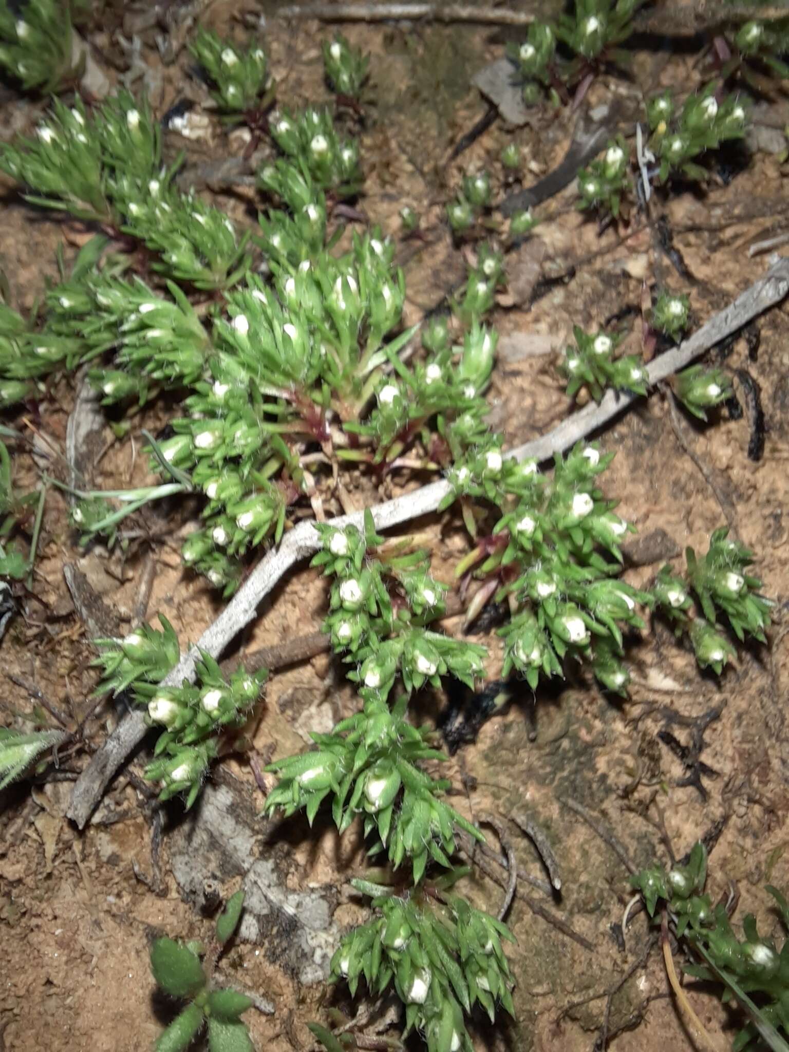 Plancia ëd Hyalosperma demissum (A. Gray) P. G. Wilson