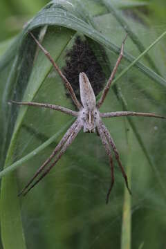 Image of Nursery-web spider