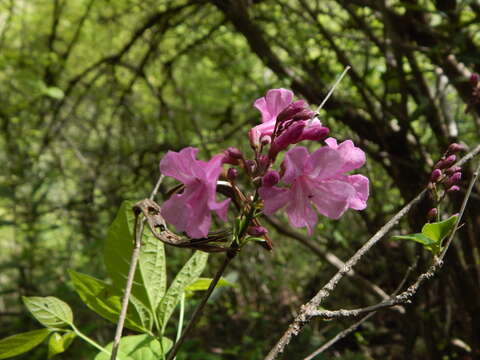 Image de Fridericia chica (Bonpl.) L. G. Lohmann