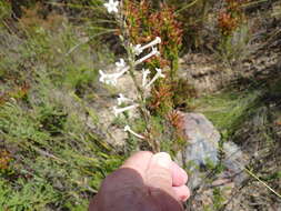 Image of Freylinia longiflora Benth.