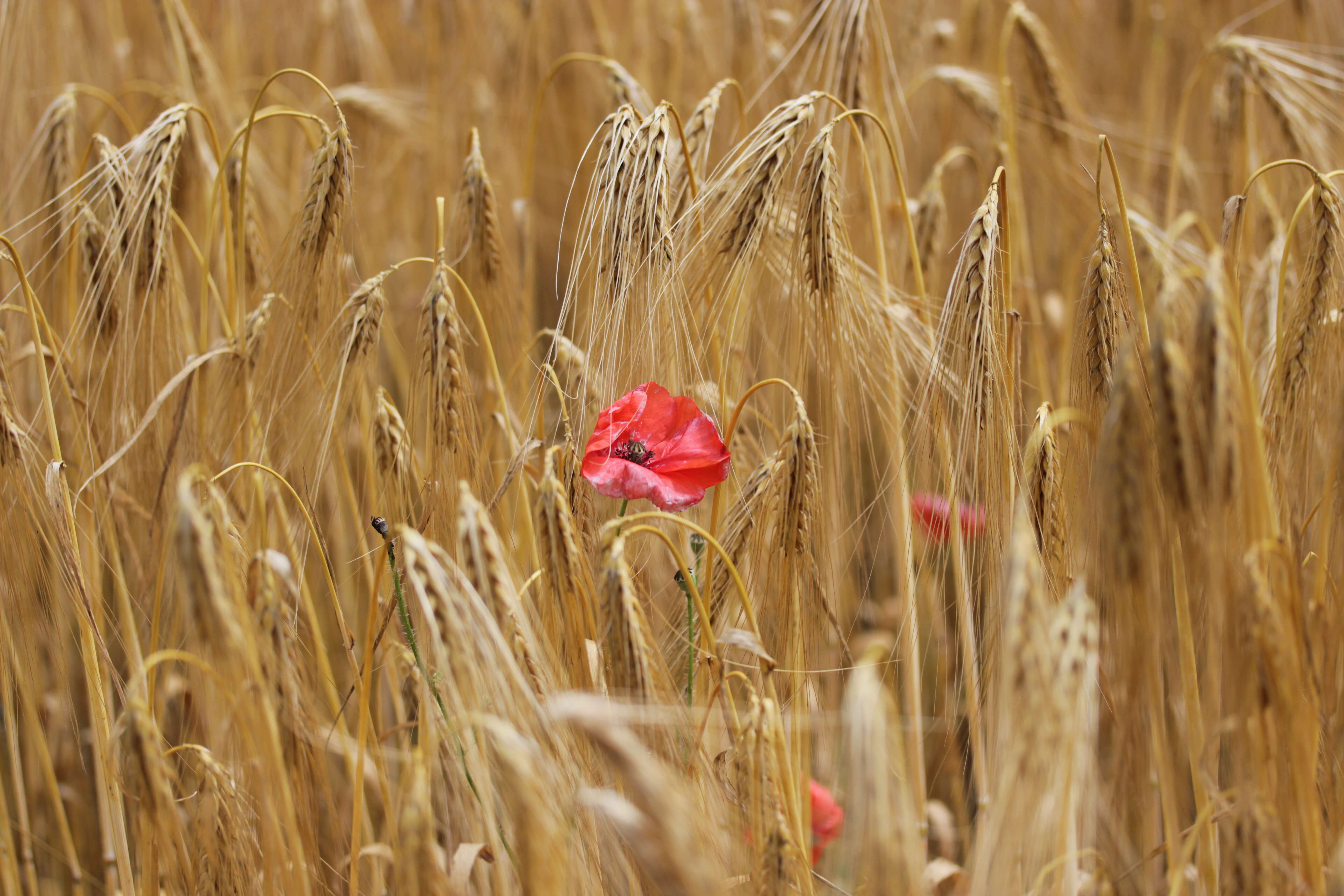 Image of corn poppy