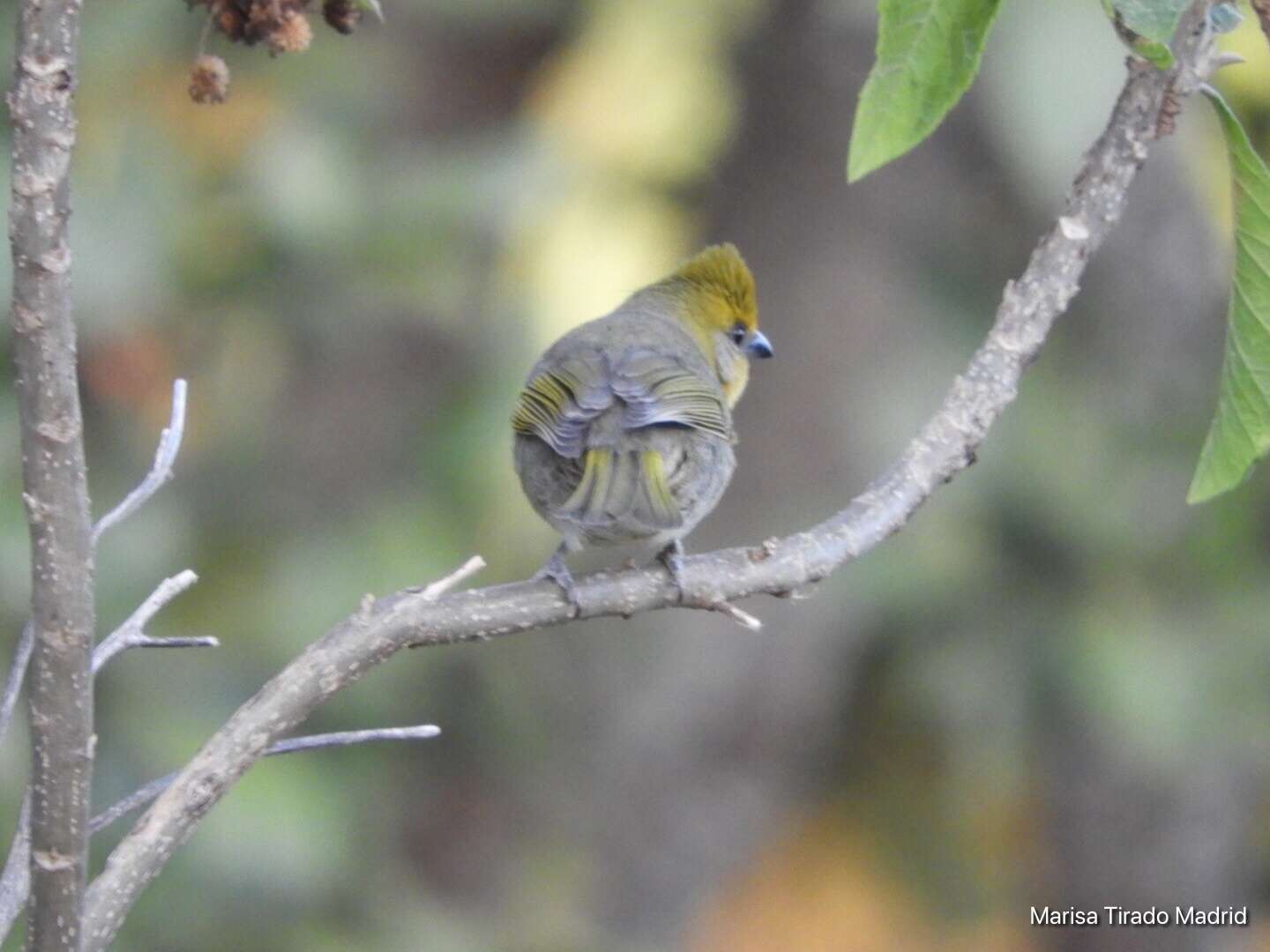 Image of Red-headed Tanager