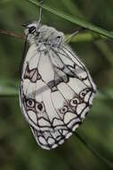 Imagem de Melanargia galathea Linnaeus 1758