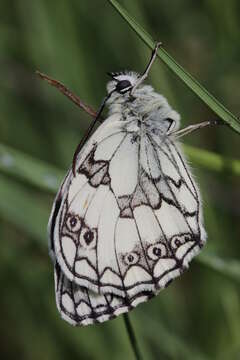 Image of marbled white