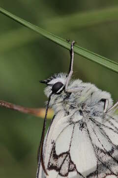 Image of marbled white