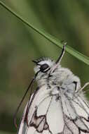 Imagem de Melanargia galathea Linnaeus 1758