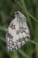 Imagem de Melanargia galathea Linnaeus 1758