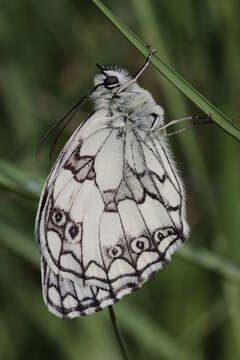 Image of marbled white