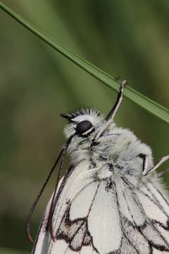 Image of marbled white