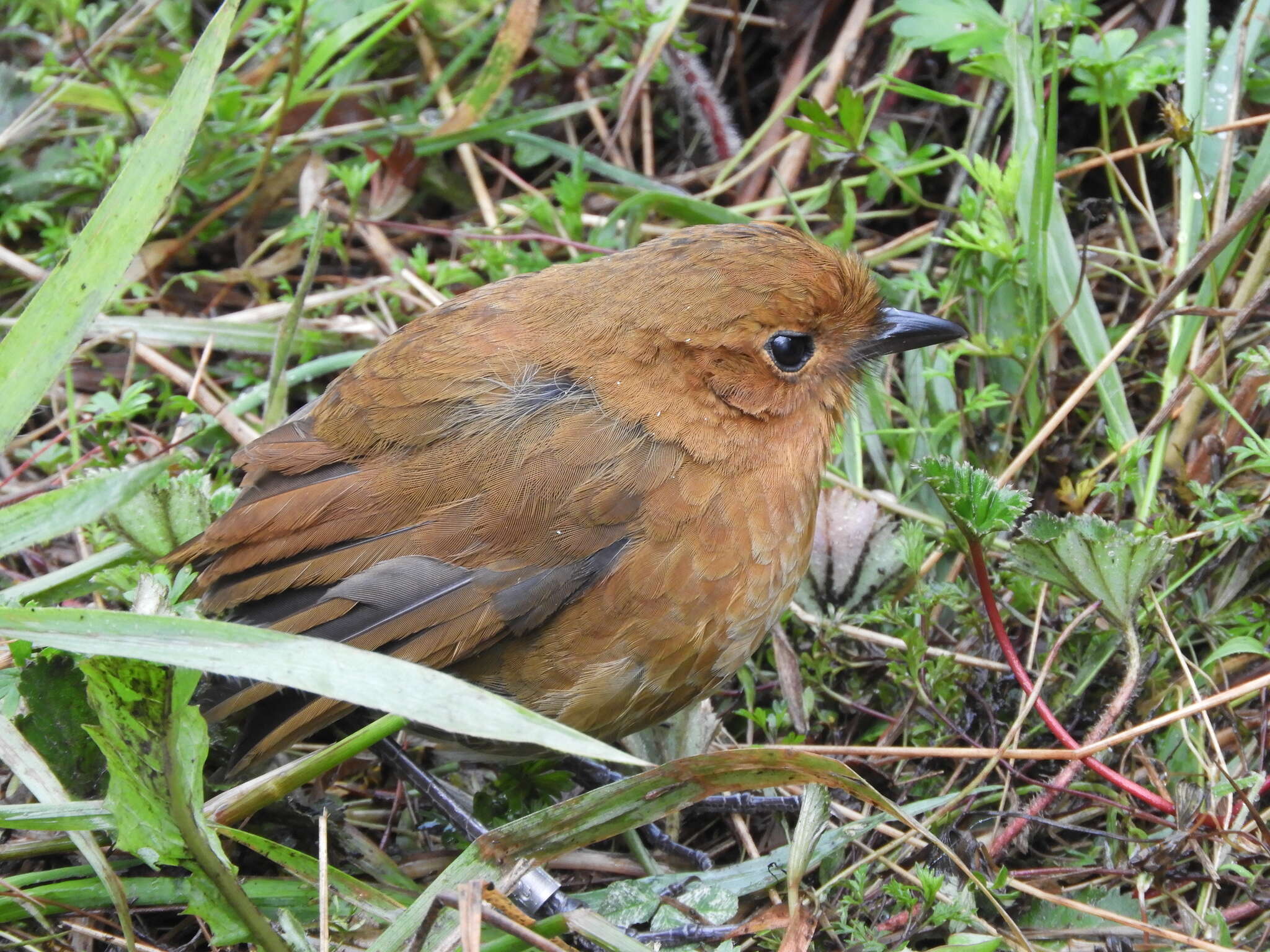 Grallaria saturata resmi