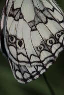 Image of marbled white