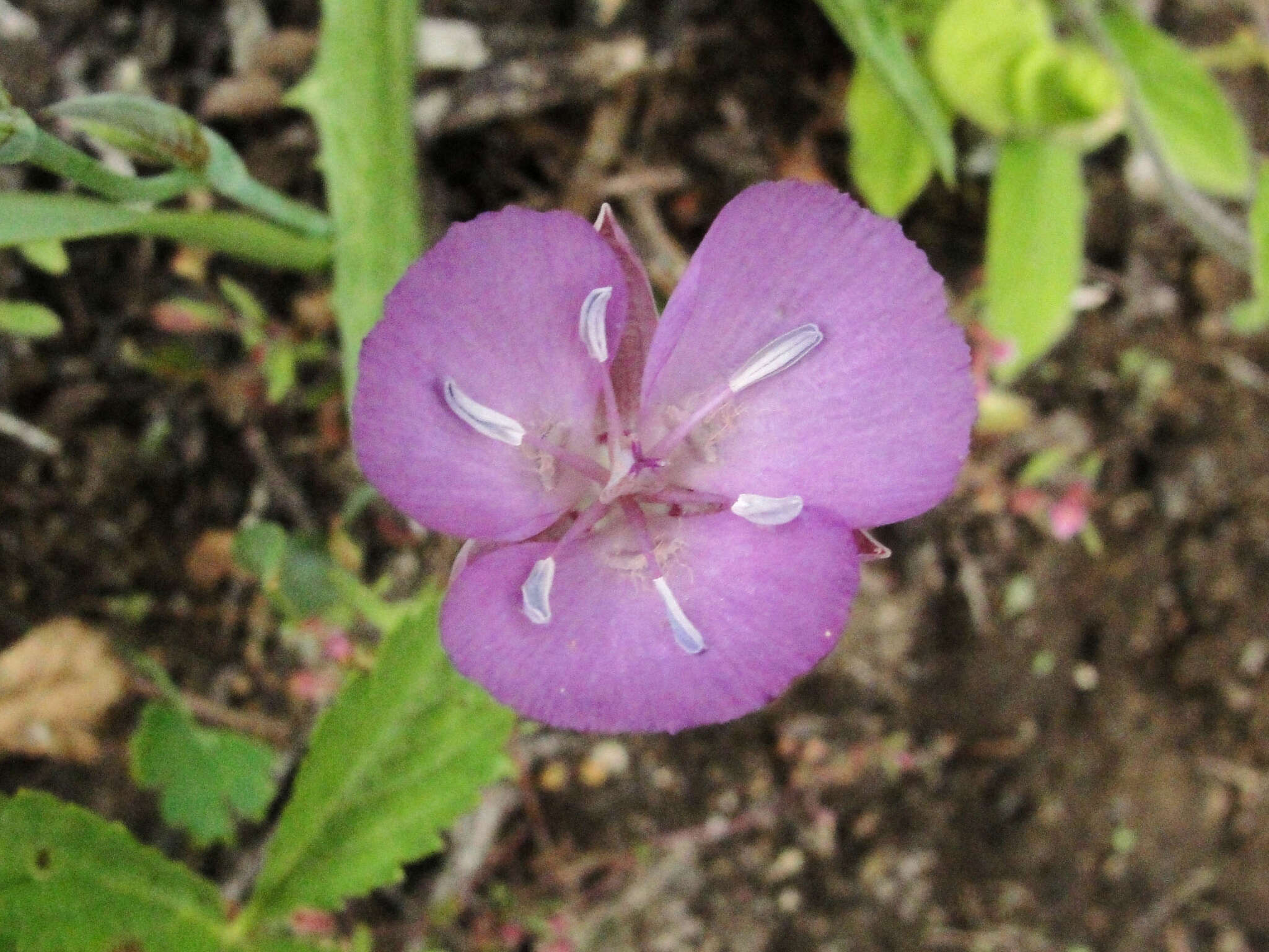 Image de Calochortus nudus S. Watson